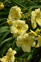 Stella Supreme Daylily (Hemerocallis 'Stella Supreme') at Carleton Place Nursery