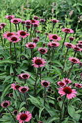 Eye-Catcher Coral Craze Coneflower (Echinacea 'Coral Craze') at Carleton Place Nursery