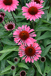 Eye-Catcher Coral Craze Coneflower (Echinacea 'Coral Craze') at Carleton Place Nursery