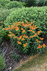 Butterfly Weed (Asclepias tuberosa) at Carleton Place Nursery