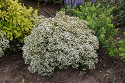 Summer Sparkles Baby's Breath (Gypsophila paniculata 'ESM Chispa') at Carleton Place Nursery