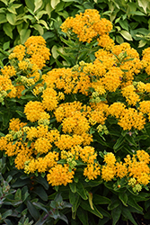 Hello Yellow Milkweed (Asclepias tuberosa 'Hello Yellow') at Carleton Place Nursery