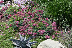 Pink Diamonds Fern-leaved Bleeding Heart (Dicentra 'Pink Diamonds') at Carleton Place Nursery