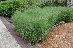 Shenandoah Reed Switch Grass (Panicum virgatum 'Shenandoah') at Carleton Place Nursery