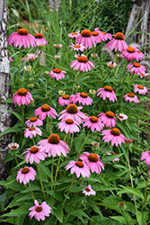 Purple Coneflower (Echinacea purpurea) at Carleton Place Nursery