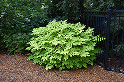 Sun King Japanese Spikenard (Aralia cordata 'Sun King') at Carleton Place Nursery