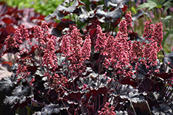 Timeless Night Coral Bells (Heuchera 'Timeless Night') at Carleton Place Nursery