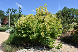 Winecraft Gold Smokebush (Cotinus coggygria 'MINCOJAU3') at Carleton Place Nursery