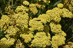 Firefly Sunshine Yarrow (Achillea 'Firefly Sunshine') at Carleton Place Nursery