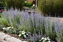 Denim 'n Lace Russian Sage (Perovskia atriplicifolia 'Denim 'n Lace') at Carleton Place Nursery