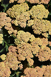 Firefly Peach Sky Yarrow (Achillea 'Firefly Peach Sky') at Carleton Place Nursery