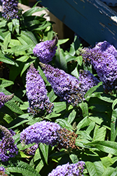 Pugster Amethyst Butterfly Bush (Buddleia 'SMNBDL') at Carleton Place Nursery