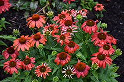 Sombrero Sangrita Coneflower (Echinacea 'Balsomanita') at Carleton Place Nursery