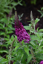 Chrysalis Cranberry Butterfly Bush (Buddleia 'Balchryran') at Carleton Place Nursery