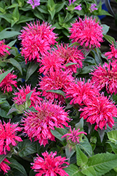 Balmy Rose Beebalm (Monarda didyma 'Balbalmose') at Carleton Place Nursery