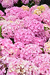 Let's Dance Sky View Hydrangea (Hydrangea 'SMNHSME') at Carleton Place Nursery