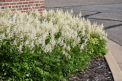 Visions in White Chinese Astilbe (Astilbe chinensis 'Visions in White') at Carleton Place Nursery