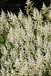 Visions in White Chinese Astilbe (Astilbe chinensis 'Visions in White') at Carleton Place Nursery