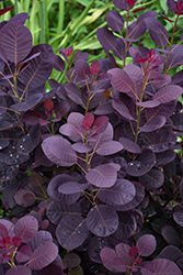 Royal Purple Smokebush (Cotinus coggygria 'Royal Purple') at Carleton Place Nursery
