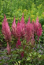 Mighty Chocolate Cherry Chinese Astilbe (Astilbe chinensis 'Mighty Chocolate Cherry') at Carleton Place Nursery