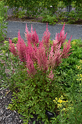 Mighty Chocolate Cherry Chinese Astilbe (Astilbe chinensis 'Mighty Chocolate Cherry') at Carleton Place Nursery