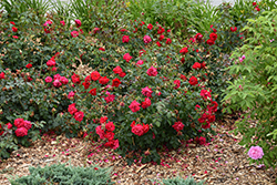 Canadian Shield Rose (Rosa 'CCA576') at Carleton Place Nursery