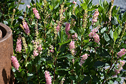 Ruby Spice Summersweet (Clethra alnifolia 'Ruby Spice') at Carleton Place Nursery