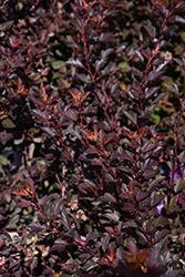 Spicy Devil Ninebark (Physocarpus opulifolius 'ZLENATALIE') at Carleton Place Nursery