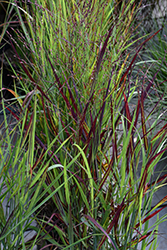 Shenandoah Reed Switch Grass (Panicum virgatum 'Shenandoah') at Carleton Place Nursery