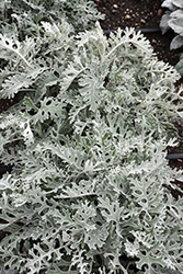 Silver Dust Dusty Miller (Senecio cineraria 'Silver Dust') at Carleton Place Nursery