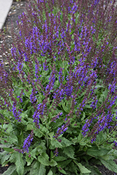 Blue By You Meadow Sage (Salvia nemorosa 'Balsalbyu') at Carleton Place Nursery
