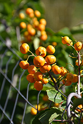 Autumn Revolution American Bittersweet (Celastrus scandens 'Bailumn') at Carleton Place Nursery