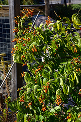 Autumn Revolution American Bittersweet (Celastrus scandens 'Bailumn') at Carleton Place Nursery