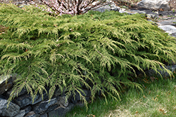 Celtic Pride Siberian Cypress (Microbiota decussata 'Prides') at Carleton Place Nursery