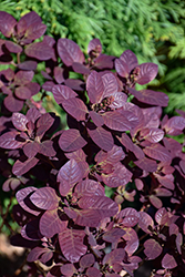 Velveteeny Purple Smokebush (Cotinus coggygria 'Cotsidh5') at Carleton Place Nursery