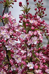 Coralburst Flowering Crab (Malus 'Coralburst') at Carleton Place Nursery
