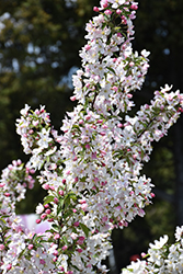 Lancelot Flowering Crab (Malus 'Lancelot') at Carleton Place Nursery