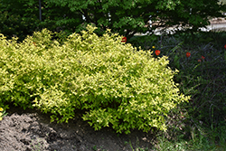 Poprocks Pineapple Spirea (Spiraea japonica 'Pineapple Poprocks') at Carleton Place Nursery