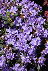 Ramapo Rhododendron (Rhododendron 'Ramapo') at Carleton Place Nursery