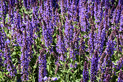 Blue By You Meadow Sage (Salvia nemorosa 'Balsalbyu') at Carleton Place Nursery