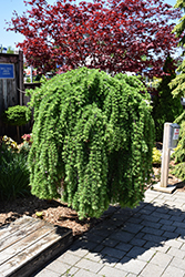 Weeping European Larch (Larix decidua 'Pendula') at Carleton Place Nursery