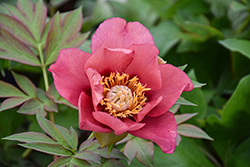 Old Rose Dandy Peony (Paeonia 'Old Rose Dandy') at Carleton Place Nursery