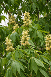 Ohio Buckeye (Aesculus glabra) at Carleton Place Nursery
