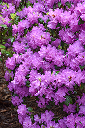 P.J.M. Elite Rhododendron (Rhododendron 'P.J.M. Elite') at Carleton Place Nursery