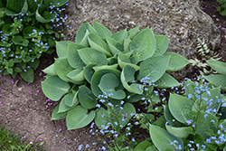 Prairie Sky Hosta (Hosta 'Prairie Sky') at Carleton Place Nursery