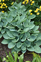 Prairie Sky Hosta (Hosta 'Prairie Sky') at Carleton Place Nursery