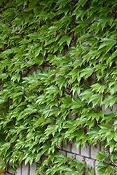 Boston Ivy (Parthenocissus tricuspidata) at Carleton Place Nursery