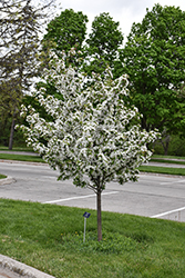 Harvest Gold Flowering Crab (Malus 'Harvest Gold') at Carleton Place Nursery
