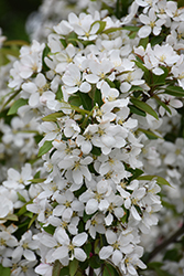 Harvest Gold Flowering Crab (Malus 'Harvest Gold') at Carleton Place Nursery