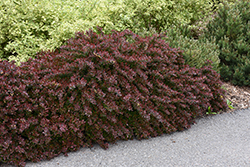Cherry Bomb Japanese Barberry (Berberis thunbergii 'Monomb') at Carleton Place Nursery